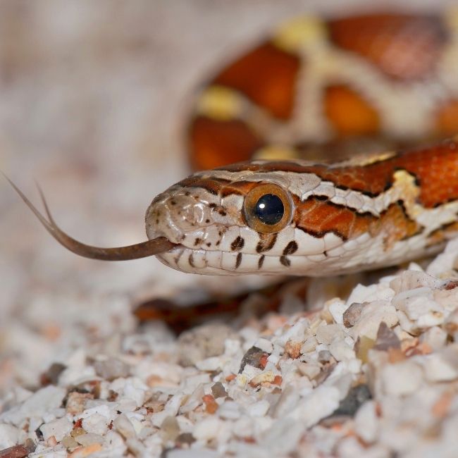 Corn Snakes: What They Eat, How Big They Get & More