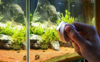 fish tank temperature